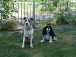 Hera und Emma  - Unsere braven Seminarhunde im Garten des Waldhotels 2010